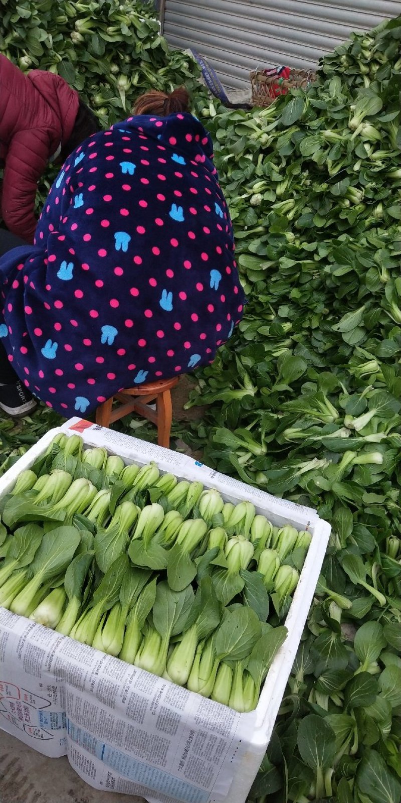上海青小青菜瓢儿白油冬儿可视频看货