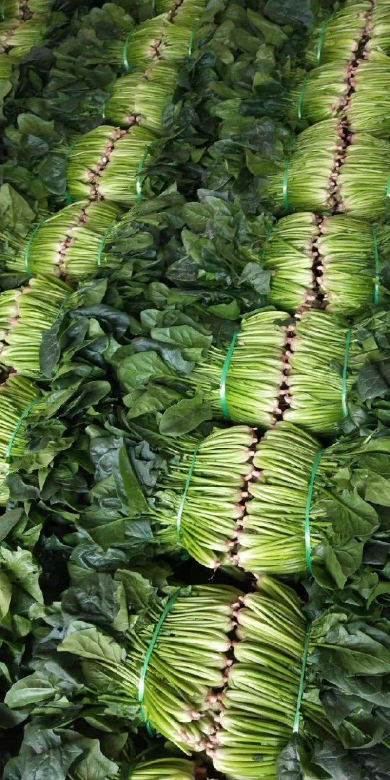 菠菜黑菠菜黄菠菜品种齐全量大从优