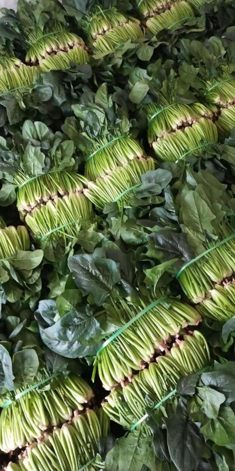 菠菜黑菠菜黄菠菜品种齐全量大从优