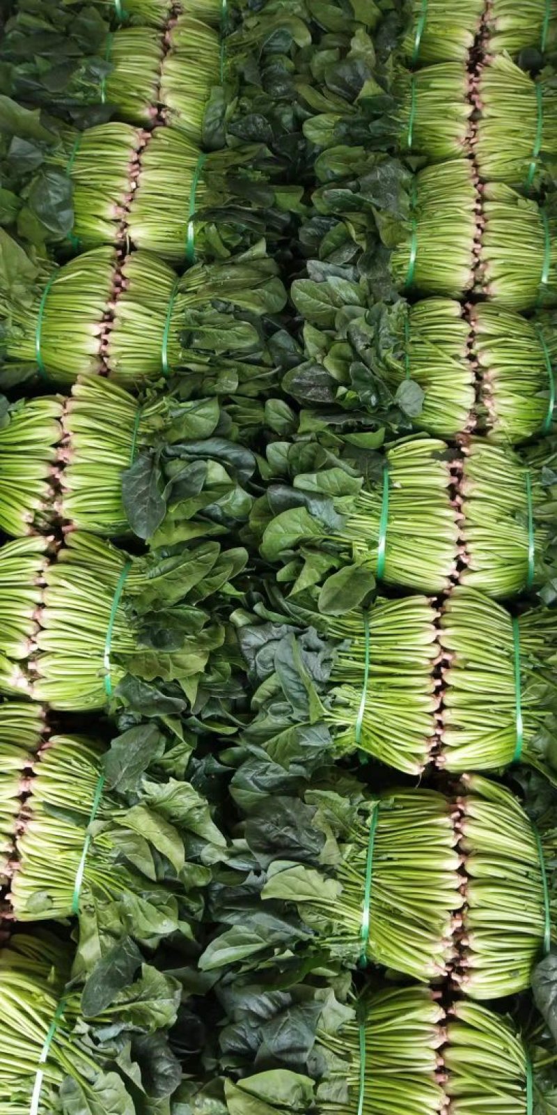 菠菜黑菠菜黄菠菜品种齐全量大从优
