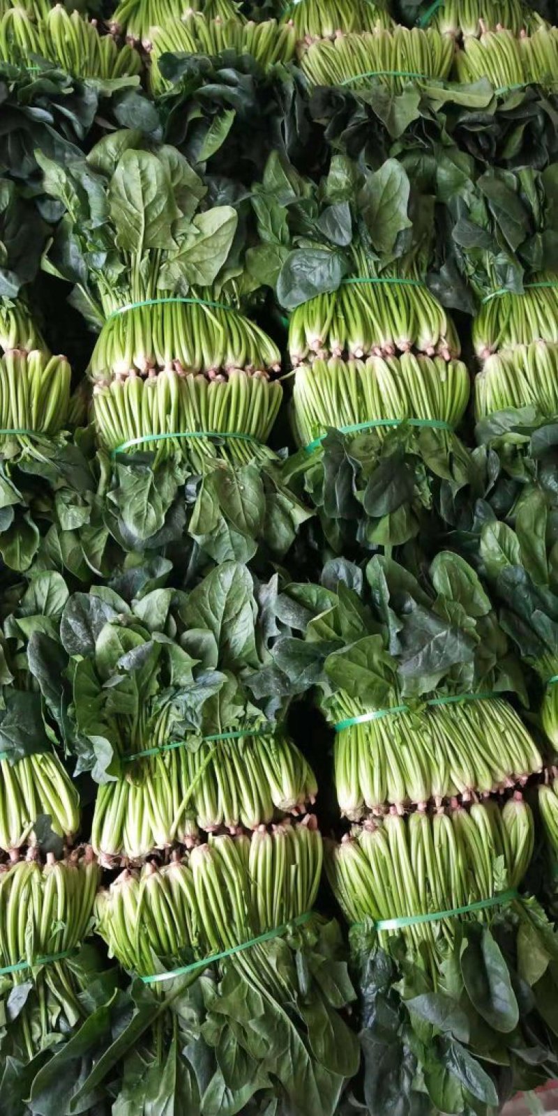 菠菜黑菠菜黄菠菜品种齐全量大从优