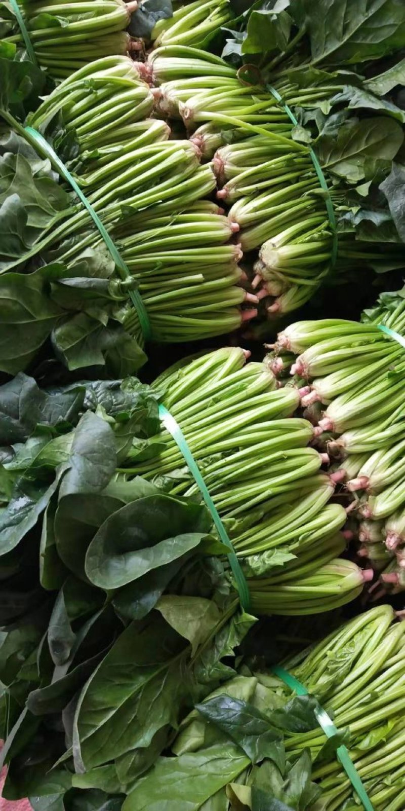 菠菜黑菠菜黄菠菜品种齐全量大从优