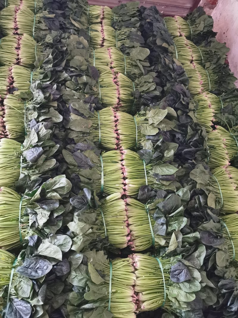 菠菜黑菠菜黄菠菜品种齐全量大从优