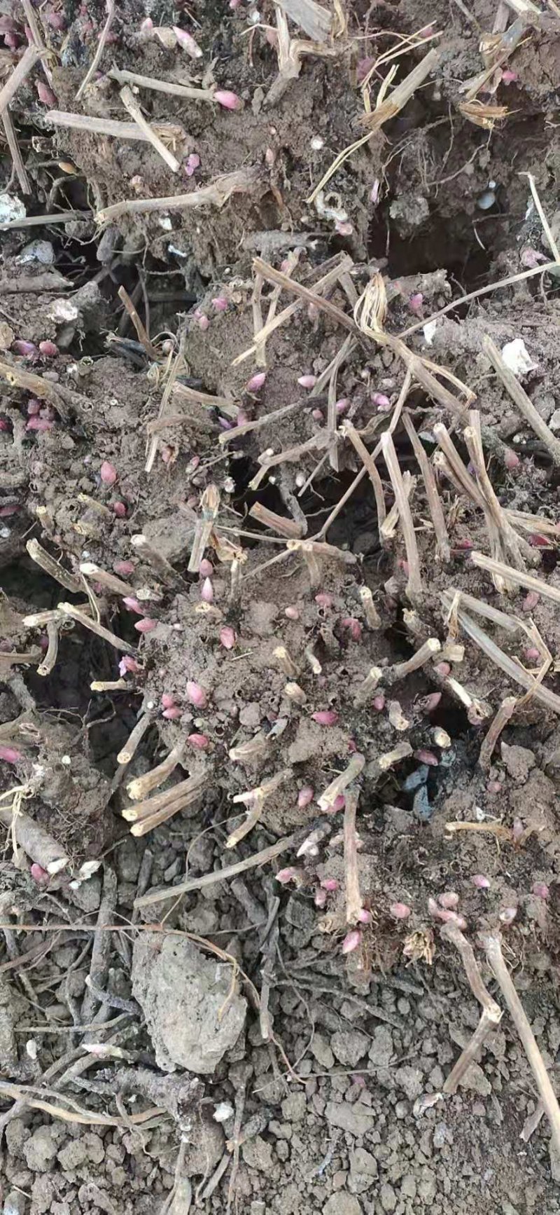 原颗白芍苗