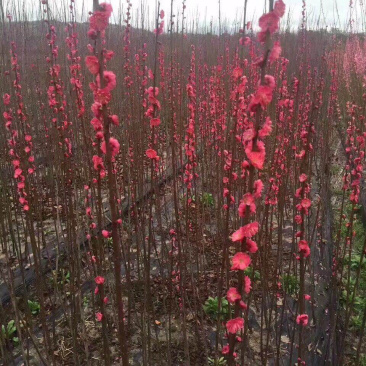 朱砂梅小苗骨里红红梅树苗批发价格供应
