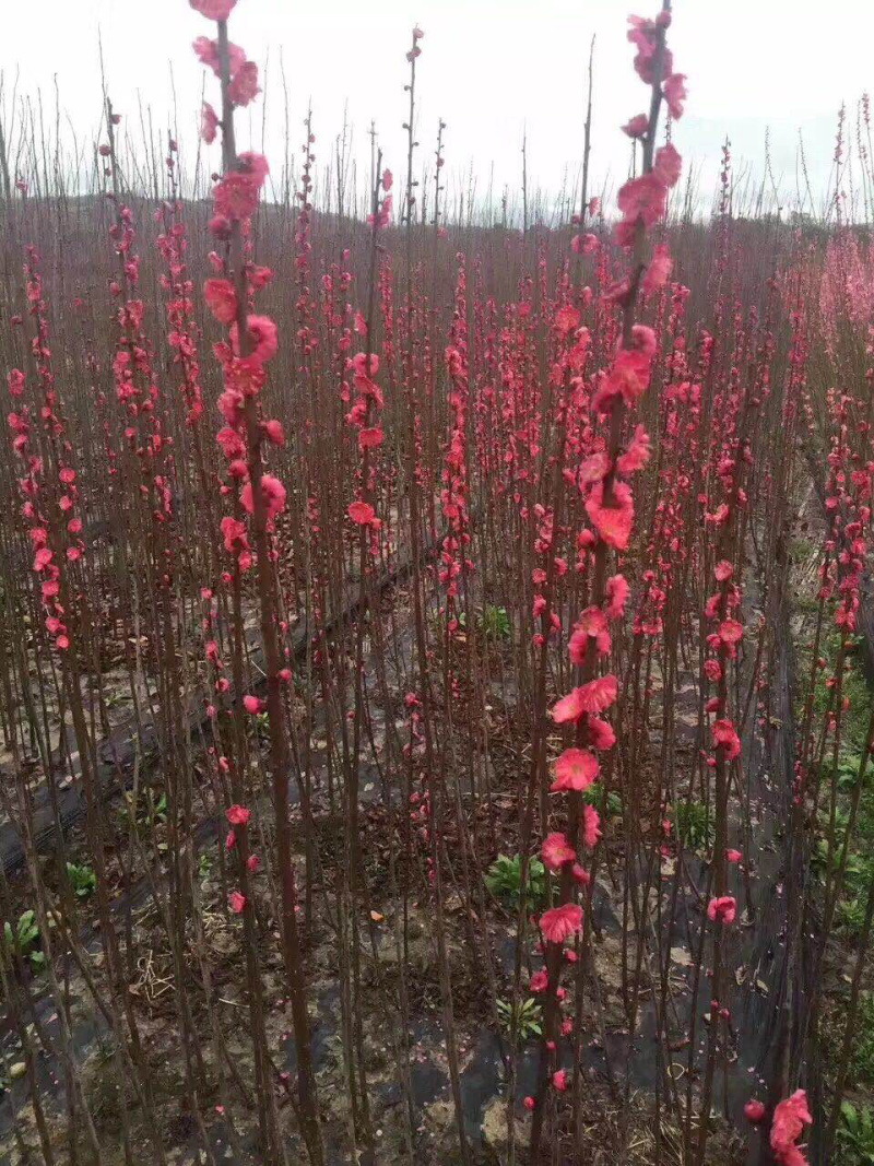 朱砂梅小苗骨里红红梅树苗批发价格供应