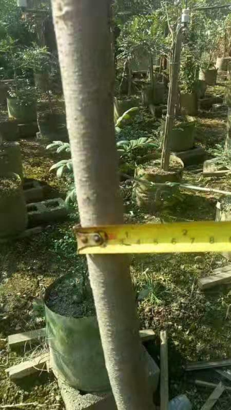 云南省岀售清香木，规格地径2公分以上，袋子2O公分