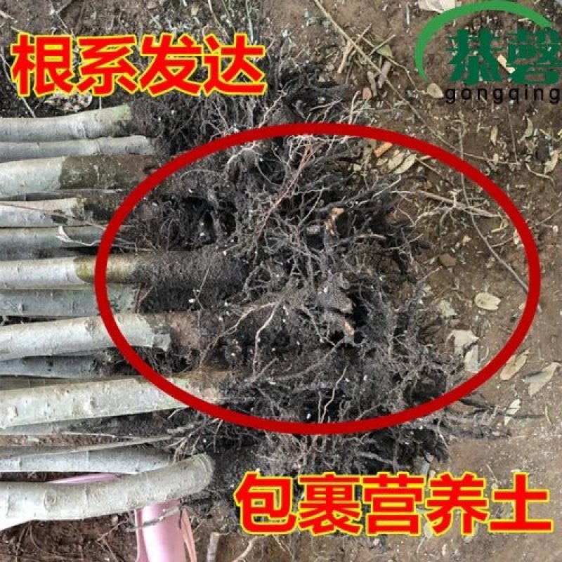海棠垂丝海棠西付海棠北美海棠树苗海棠绿化工程苗木