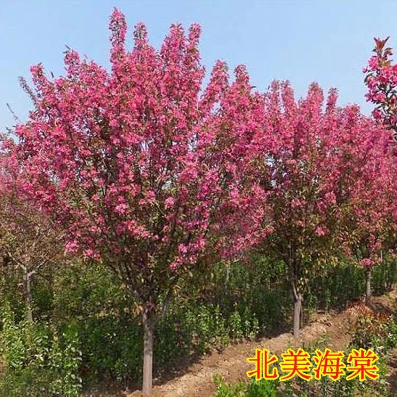 海棠垂丝海棠西付海棠北美海棠树苗海棠绿化工程苗木
