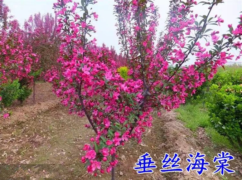 海棠垂丝海棠西付海棠北美海棠树苗海棠绿化工程苗木