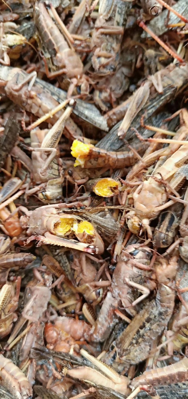 蚂蚱椒盐蚂蚱量大优惠
