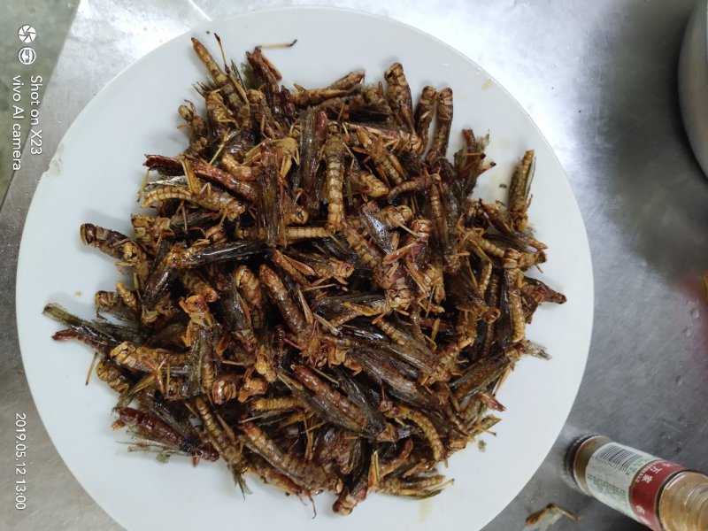蚂蚱椒盐蚂蚱量大优惠