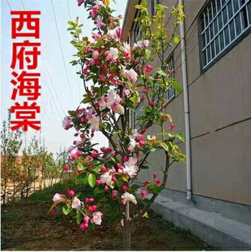 海棠苗，西府海棠，垂丝海棠，北美海棠，庭院绿化海棠花树