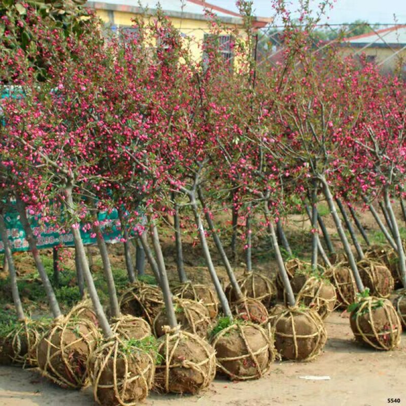 海棠西府垂丝北美海棠庭院别墅耐寒观花植物花园地栽