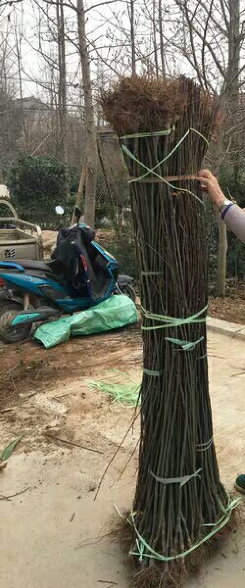 海棠西府垂丝北美海棠庭院别墅耐寒观花植物花园地栽