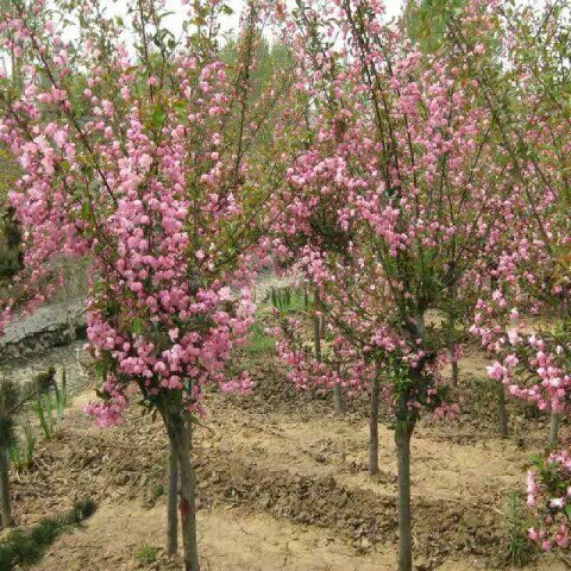 海棠西府垂丝北美海棠庭院别墅耐寒观花植物花园地栽