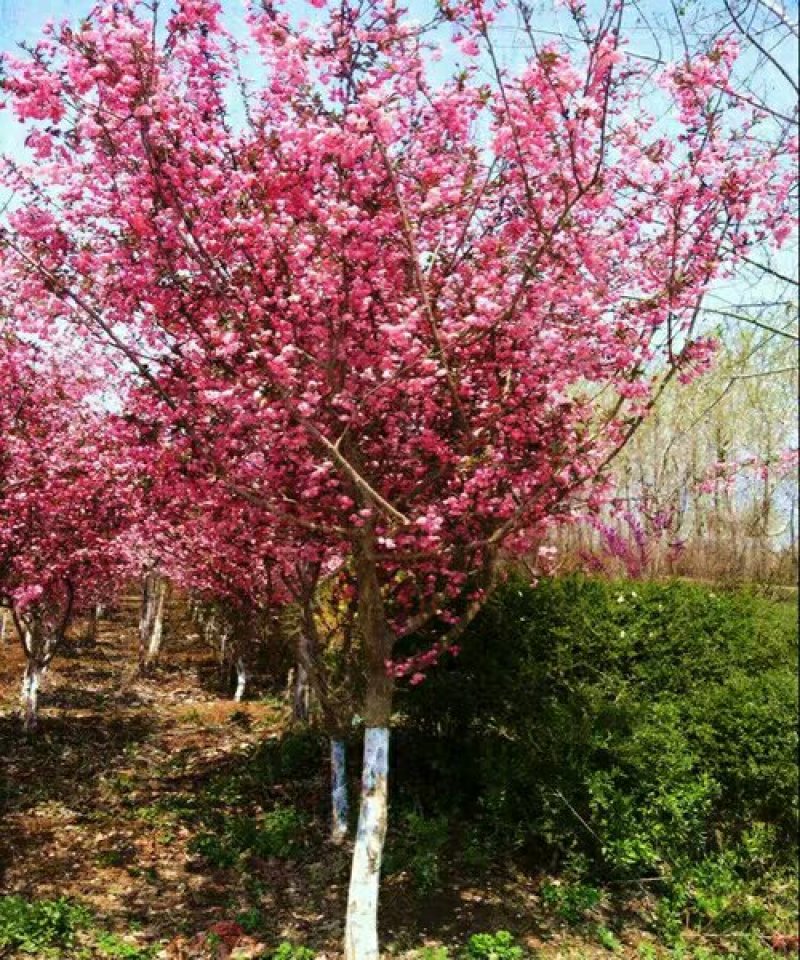 海棠西府垂丝北美海棠庭院别墅耐寒观花植物花园地栽