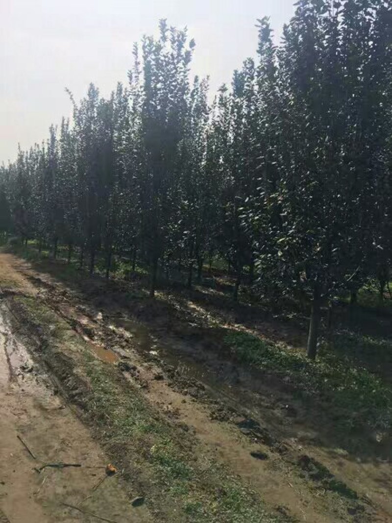 海棠西府垂丝北美海棠庭院别墅耐寒观花植物花园地栽