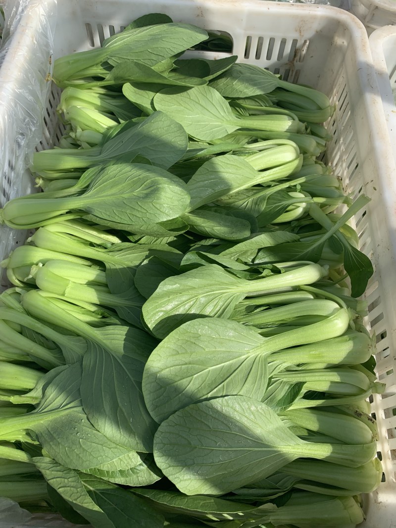 【精选】南通一级小青菜小油菜产地直销，常年供货