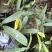 白花牛奶根野生白花牛奶根鲜货