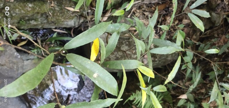 白花牛奶根野生白花牛奶根鲜货