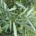 白花牛奶根野生白花牛奶根鲜货