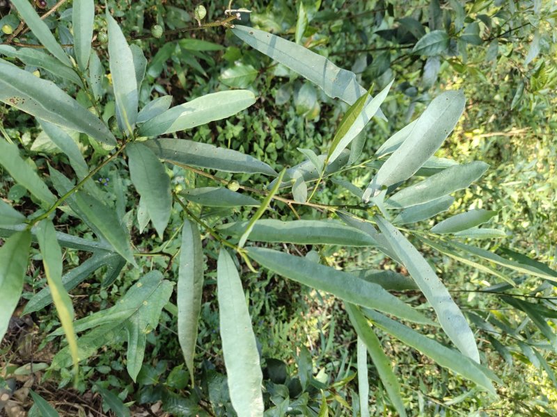 白花牛奶根野生白花牛奶根鲜货