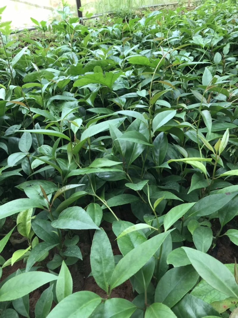 优质南北方可种植布福娜，黑老虎树苗，基地直批，放心苗
