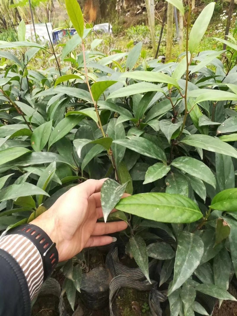 优质南北方可种植布福娜，黑老虎树苗，基地直批，放心苗
