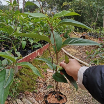 优质南北方可种植布福娜，黑老虎树苗，基地直批，放心苗