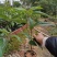 优质南北方可种植布福娜，黑老虎树苗，基地直批，放心苗