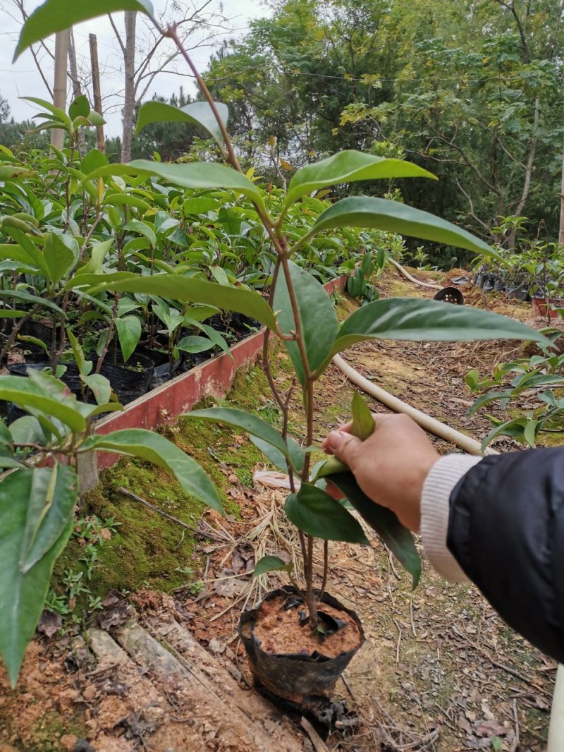 优质南北方可种植布福娜，黑老虎树苗，基地直批，放心苗
