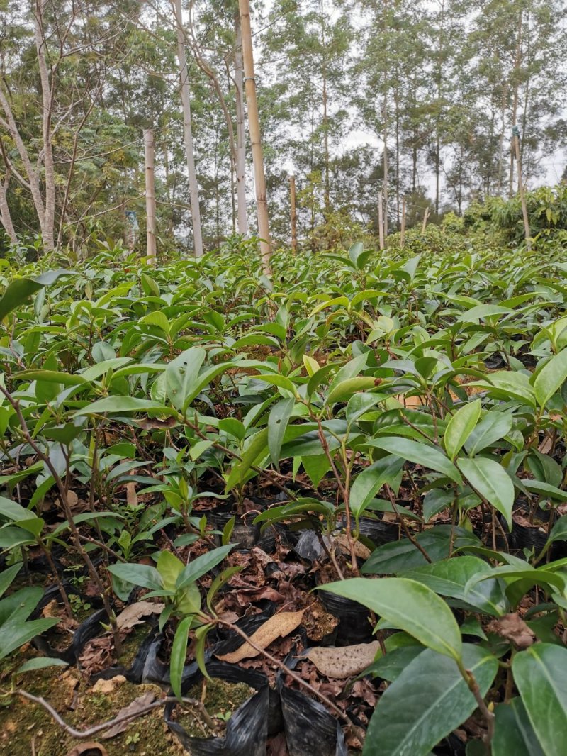 优质南北方可种植布福娜，黑老虎树苗，基地直批，放心苗