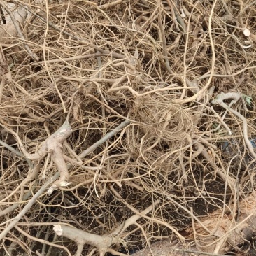 白花牛奶根野生白花牛奶根鲜货