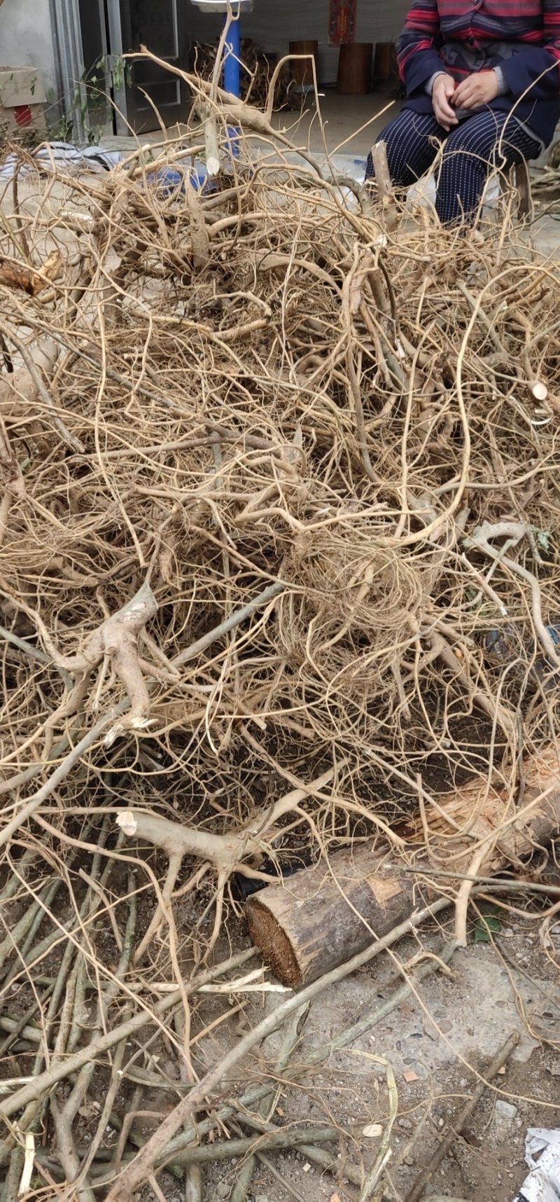 白花牛奶根野生白花牛奶根鲜货