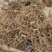 白花牛奶根野生白花牛奶根鲜货