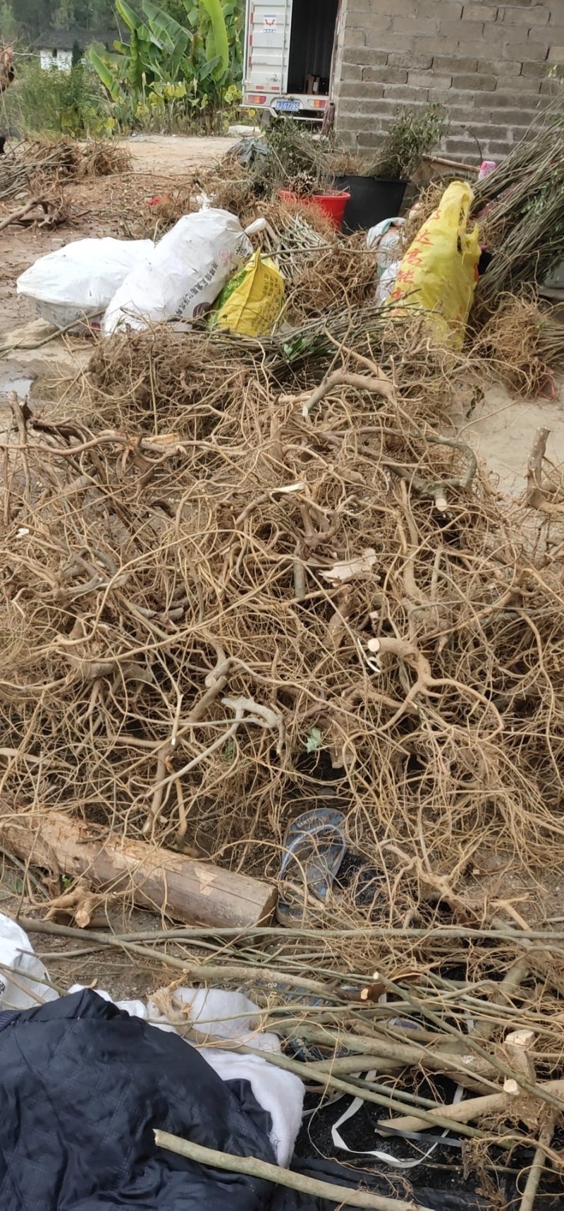 白花牛奶根野生白花牛奶根鲜货