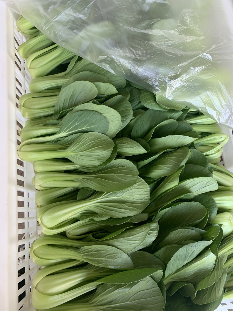 【推荐】移栽大青菜常年有货上海青油菜