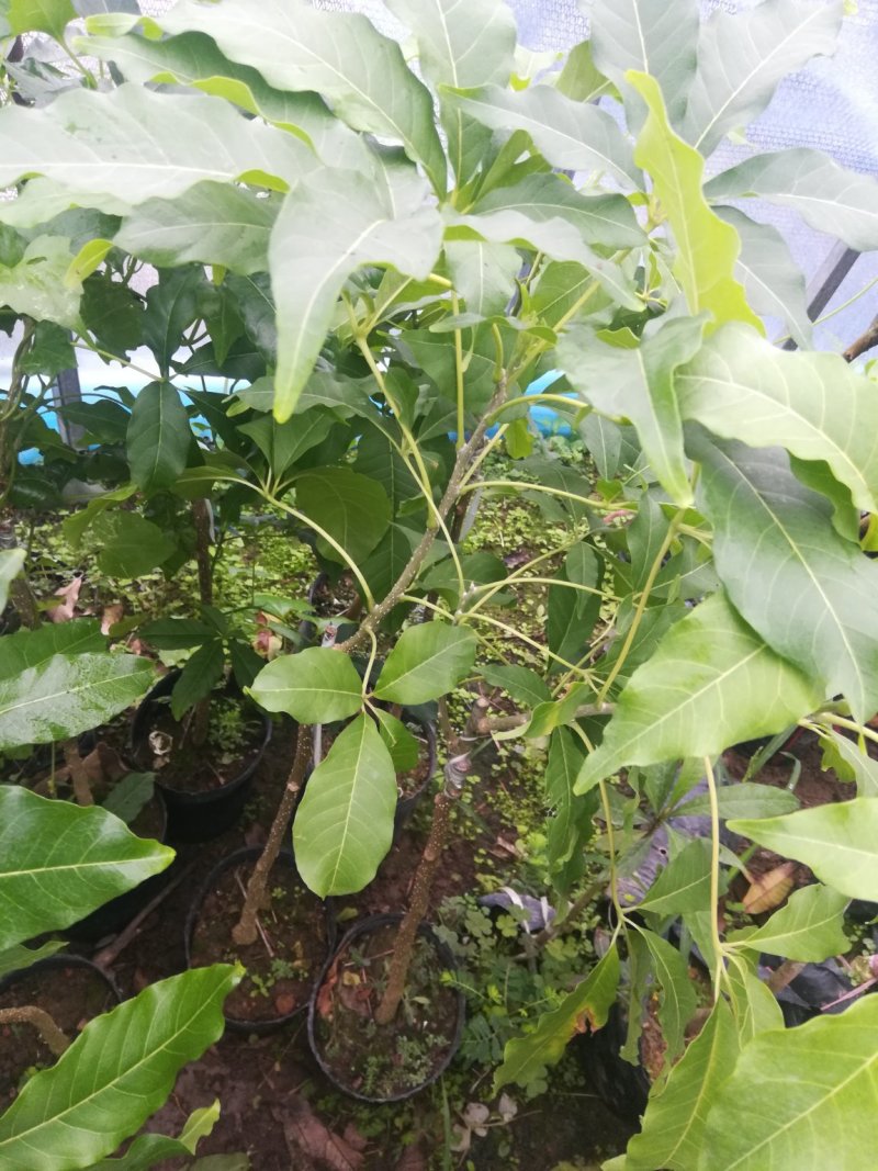 冰淇淋果苗也叫白柿果苗，台湾新品种，嫁接苗