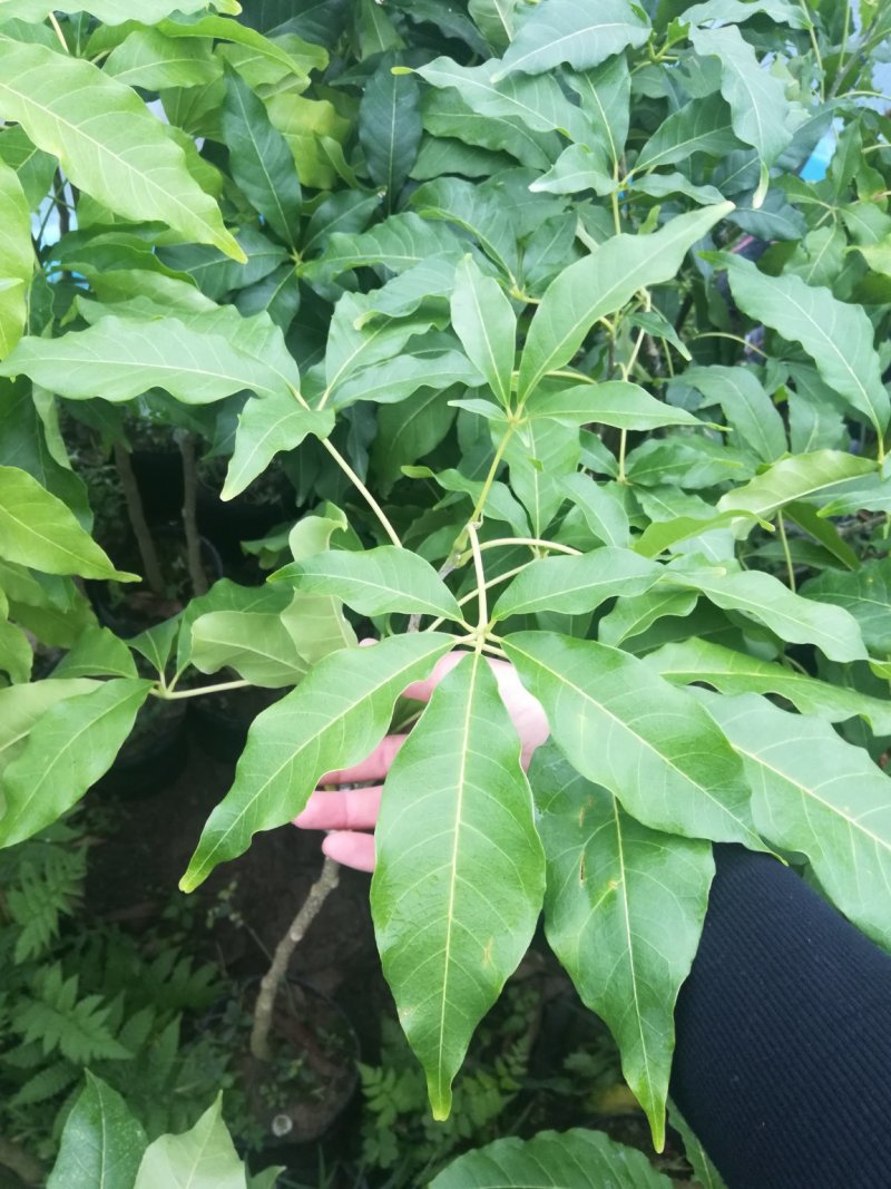 冰淇淋果苗也叫白柿果苗，台湾新品种，嫁接苗