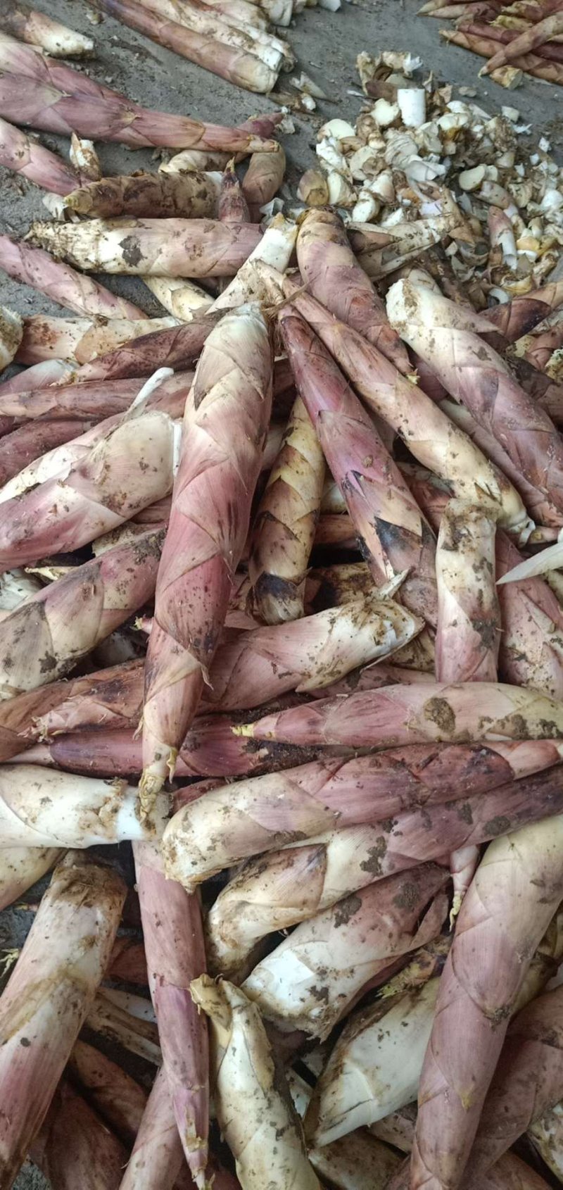 浙江杭州临安天目山新鲜竹笋雷笋品质优脆嫩口感接团购