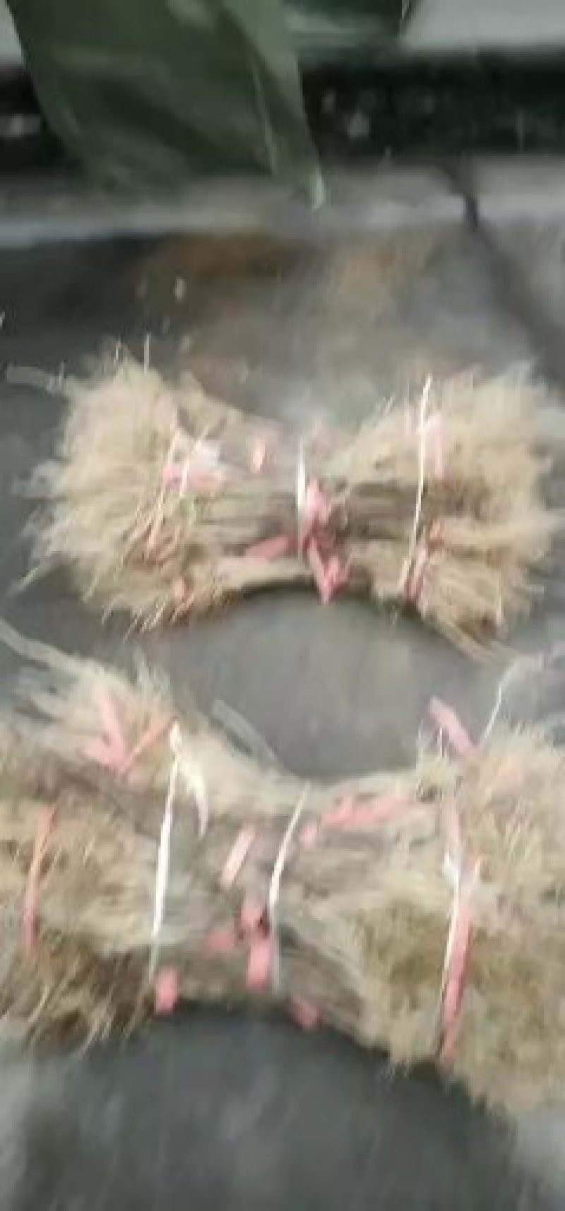 杜种苗，，可以上货，量大从优