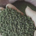 吴茱萸苗江西中花吴茱萸扦插苗