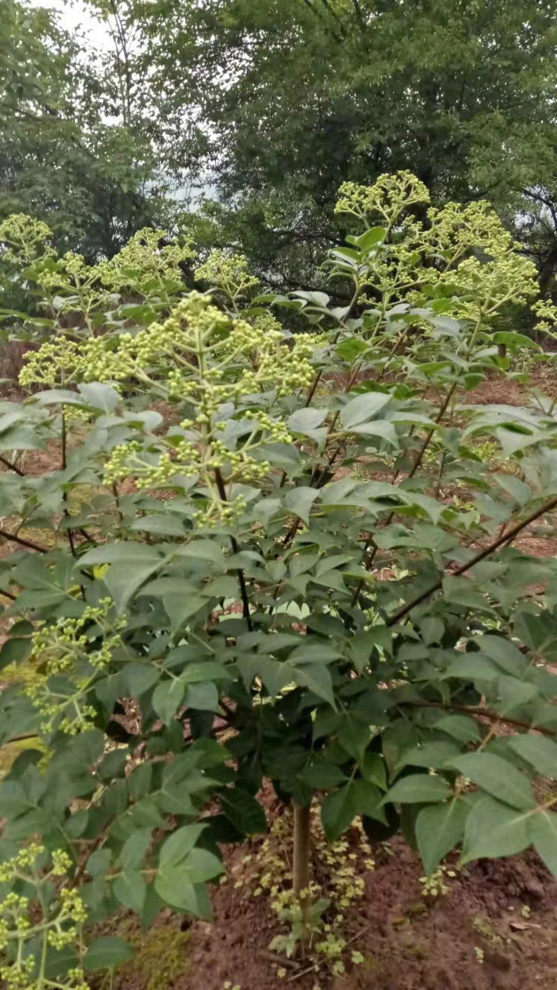 吴茱萸苗江西中花吴茱萸扦插苗