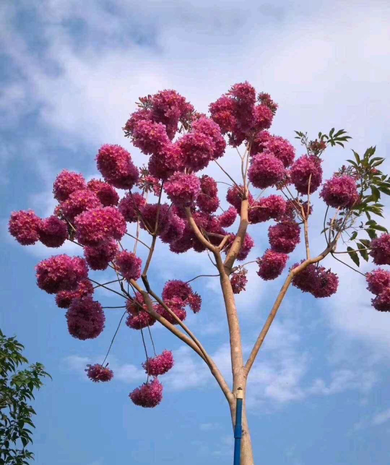 紫花风铃木树苗多花绣球品种小苗袋苗杯苗苗场直销珍贵树苗