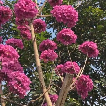 紫花风铃木树苗多花绣球品种小苗袋苗杯苗苗场直销珍贵树苗