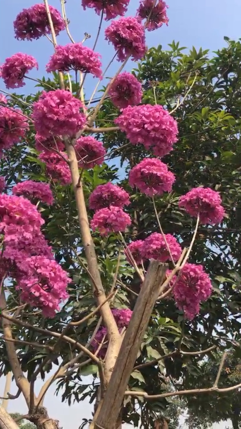 紫花风铃木树苗多花绣球品种小苗袋苗杯苗苗场直销珍贵树苗