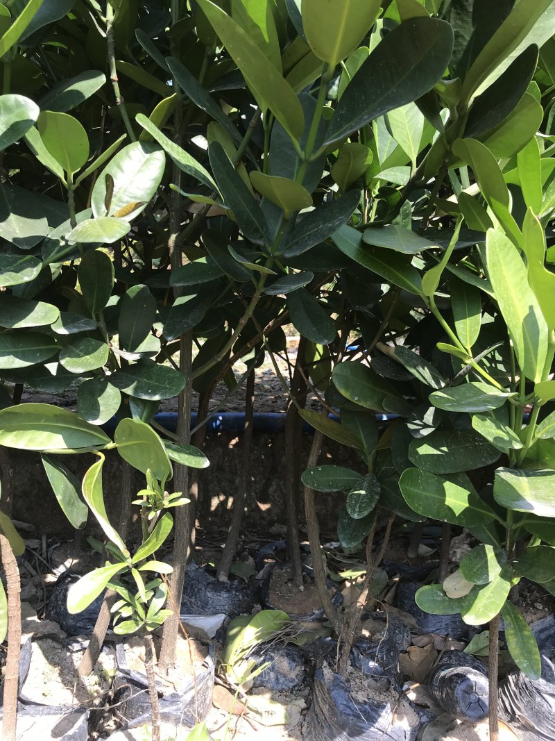 台湾福木树苗小苗袋苗庭院绿化树苗别墅绿化珍贵盆景