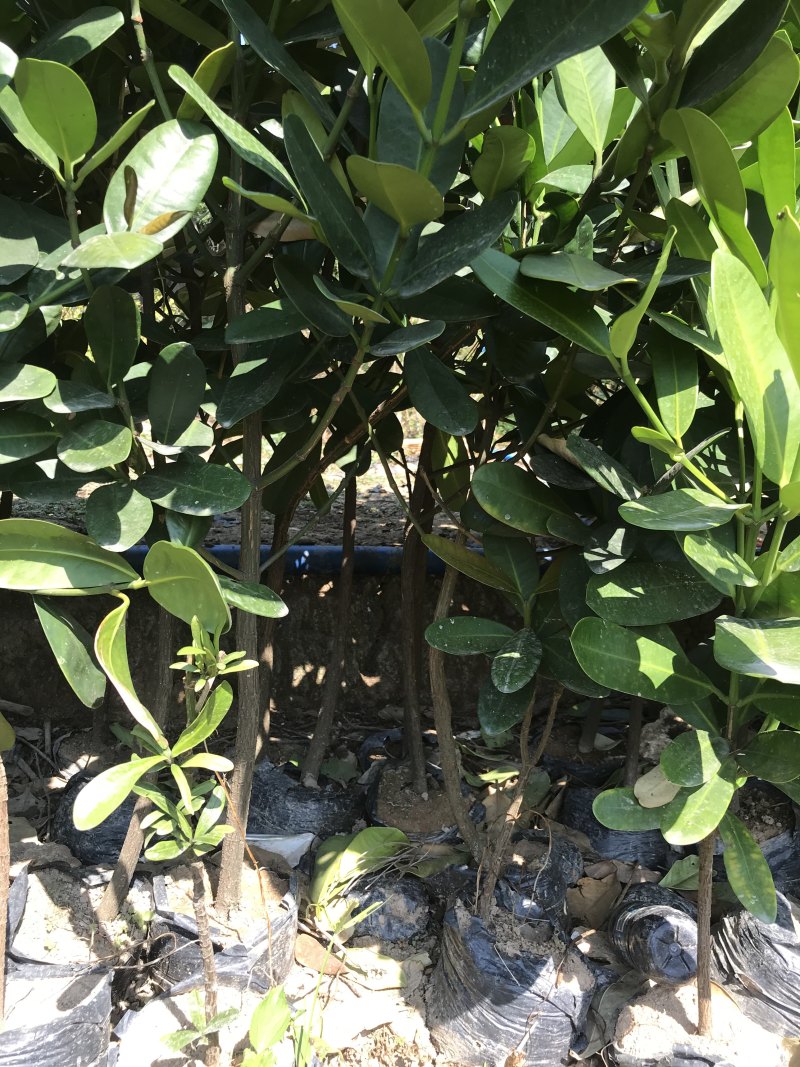 台湾福木树苗小苗袋苗庭院绿化树苗别墅绿化珍贵盆景
