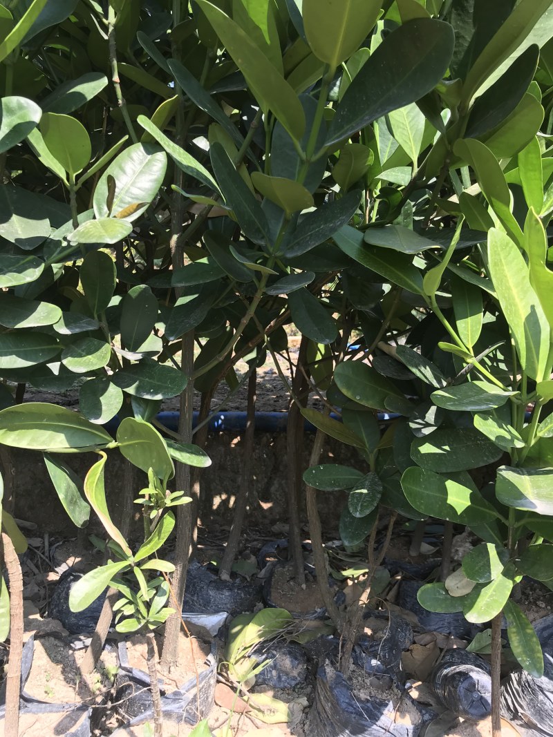 台湾福木树苗小苗袋苗庭院绿化树苗别墅绿化珍贵盆景